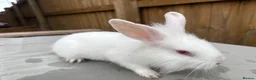 Mixed Breed rabbits for sale: 5 bunnies - Advert 3