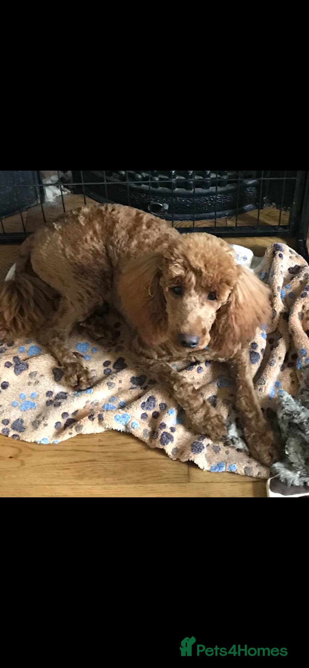 Cockapoo dogs for sale: F1 SHOW TYPE COCKAPOO EXTENSIVELY HEALTH TESTED  - Image 8