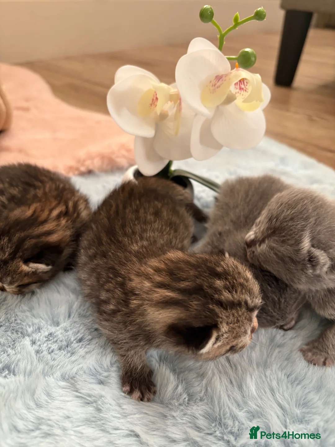 British Shorthair cats for sale: British shorthair chocolate and blue girls - Advert 2
