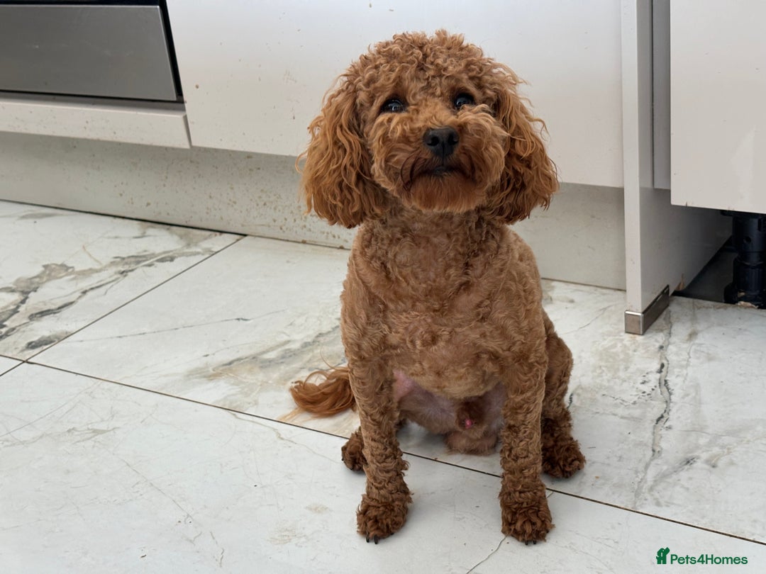Toy Poodle dogs for sale: KC Toy Poodle Boy - Image 27