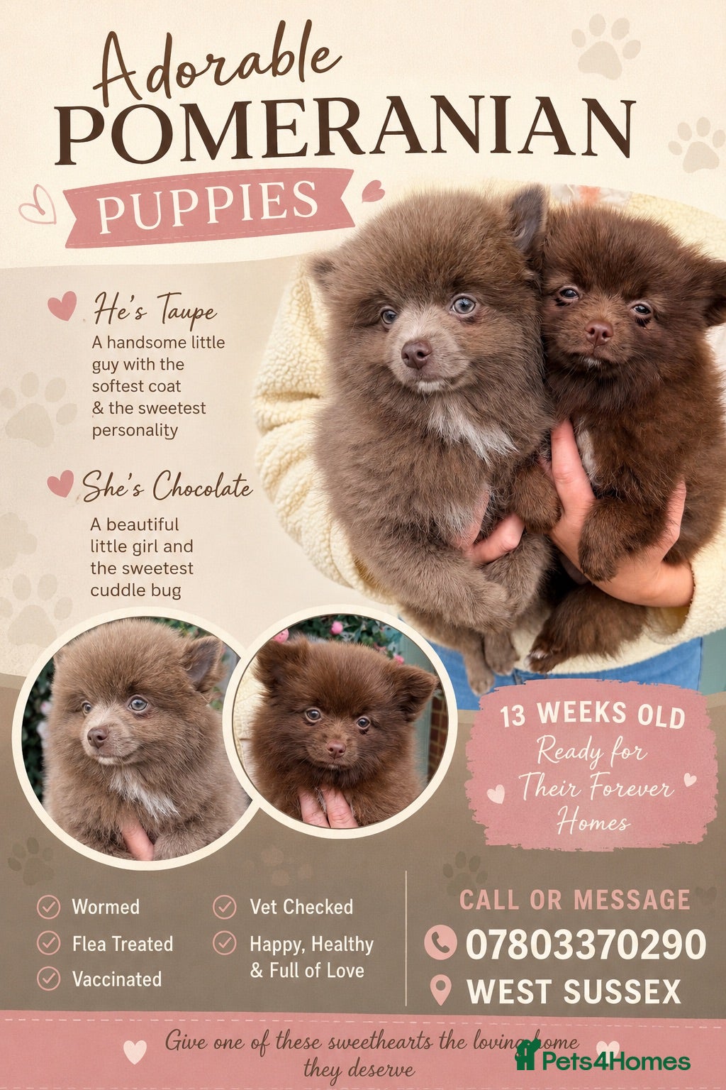 Pomchi dogs ❤️💙 Pomeranian Puppies 🐶  - Advert 1