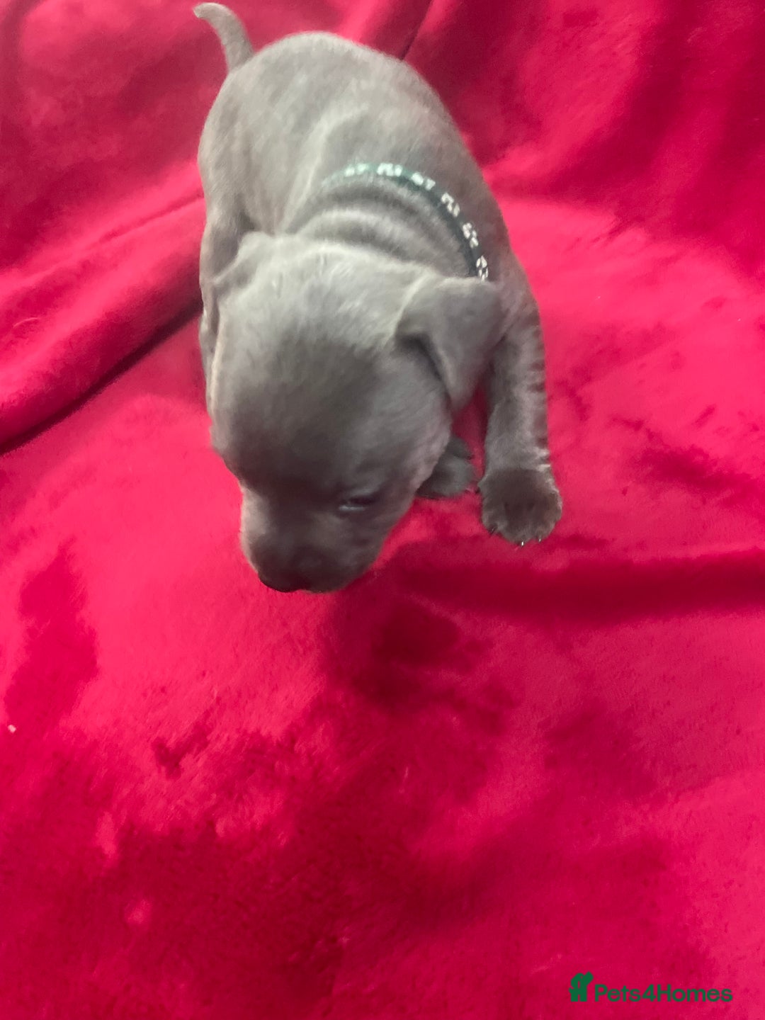 Staffordshire Bull Terrier dogs for sale: Stunning blue Staffordshire bull terrier puppies - Advert 6