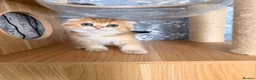 Scottish Fold cats for sale: Adorable Scottish Fold kittens ♥️ - Advert 15