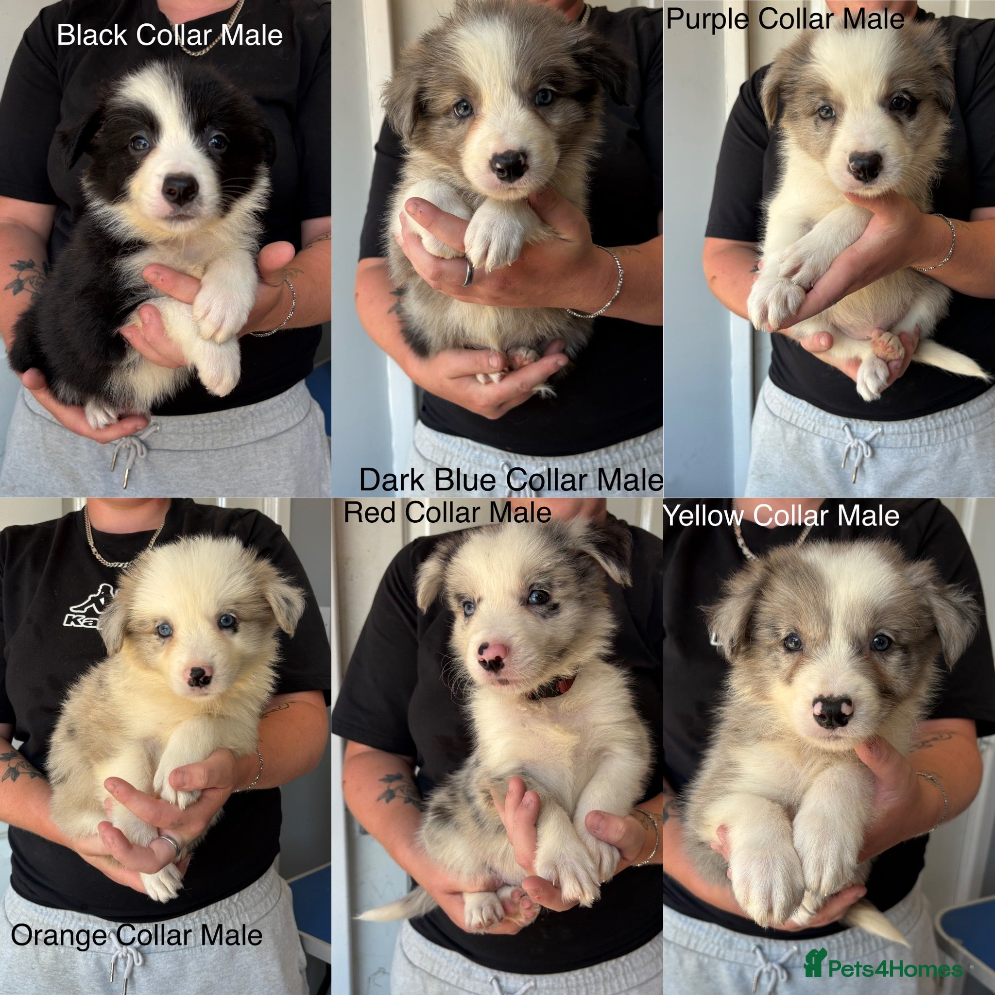 Border Collie dogs Outstanding Litter Of 12 Border Collie Puppies 🐶 - Advert 2