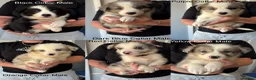 Border Collie dogs for sale: Outstanding Litter Of 12 Border Collie Puppies 🐶 - Advert 3