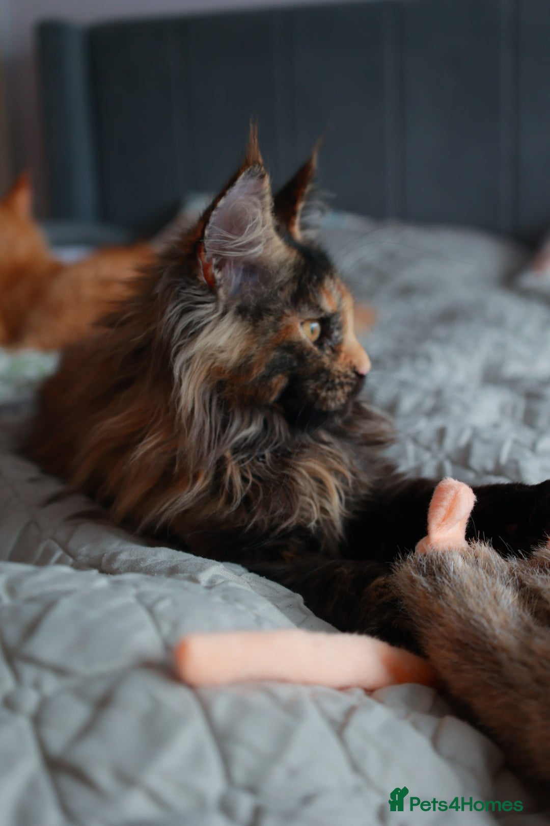 Maine Coon cats Maine coon kittens 🧡 - Advert 2