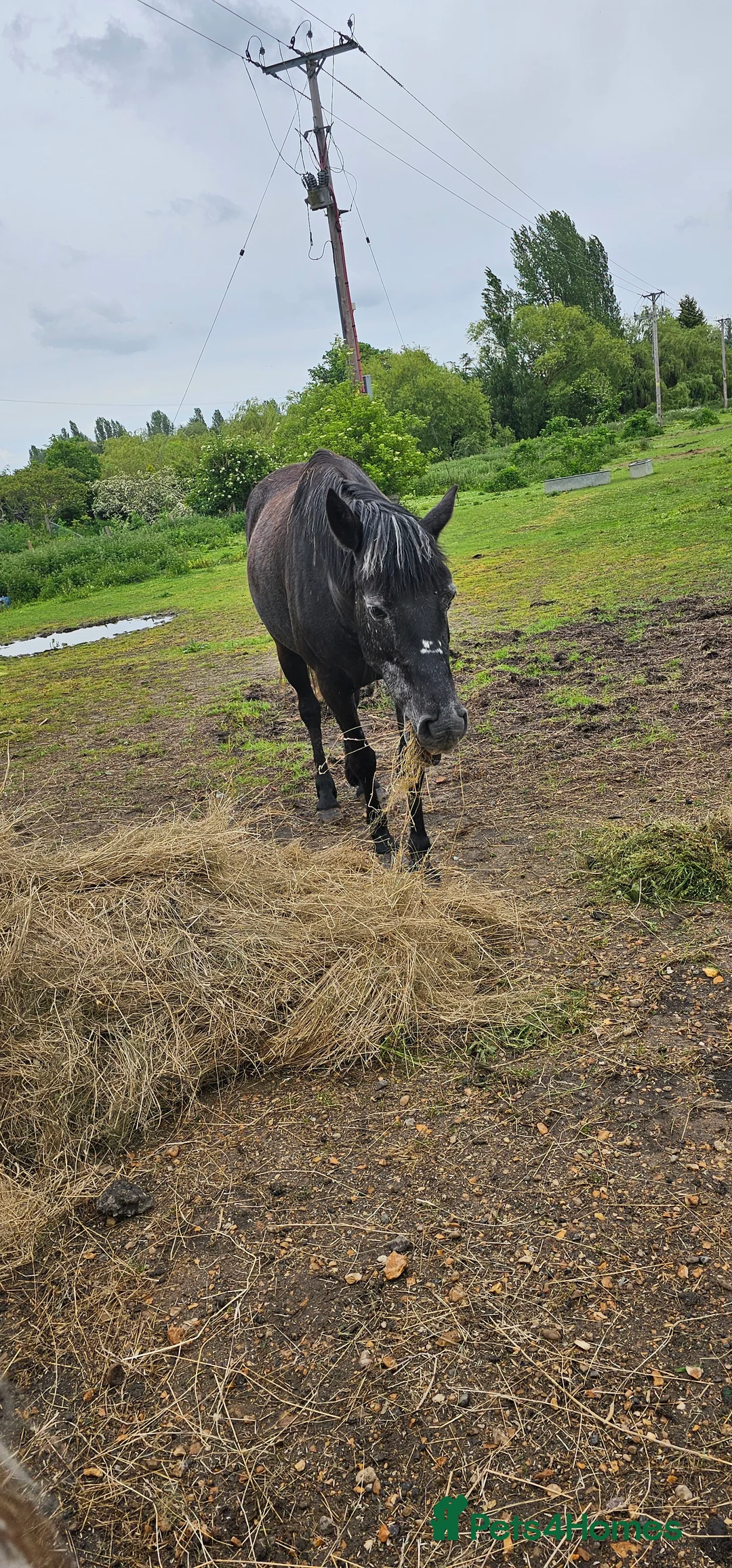 Connemara horses for sale: Beauty - Advert 4