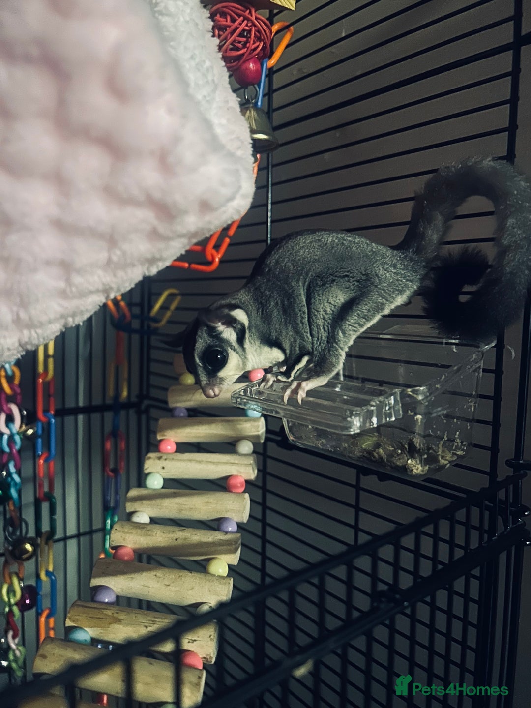 Sugar Glider rodents for sale: female sugar glider  - Image 3