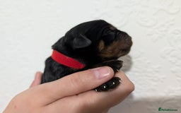 Rottweiler dogs for sale: 🐶 Rottweiler Puppies – German ADRK Bloodlines - Image 13
