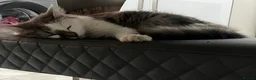 Mixed Breed cats for sale: Ragdoll mix kittens in Sheffield - Advert 8
