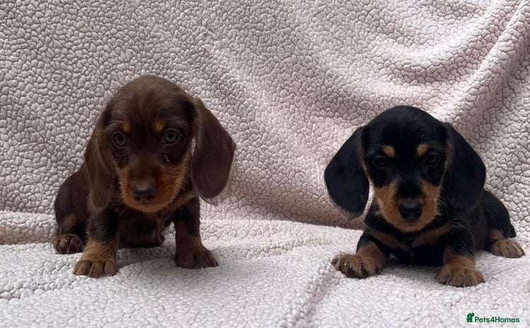 Dachshund dogs - Advert 3
