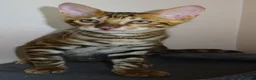 Toyger cats for sale: Stunning wild looking pedigree Toyger cubs in Bexleyheath - Advert 7