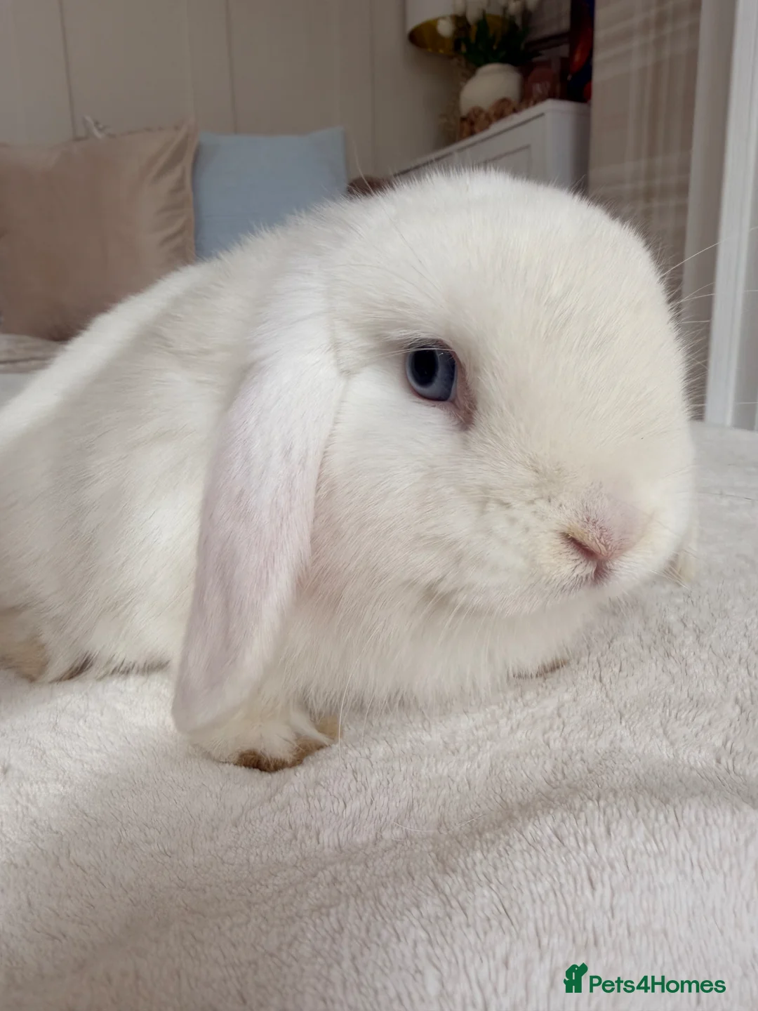 Mini Lop rabbits for sale: Stunning Mini Lops - Advert 12