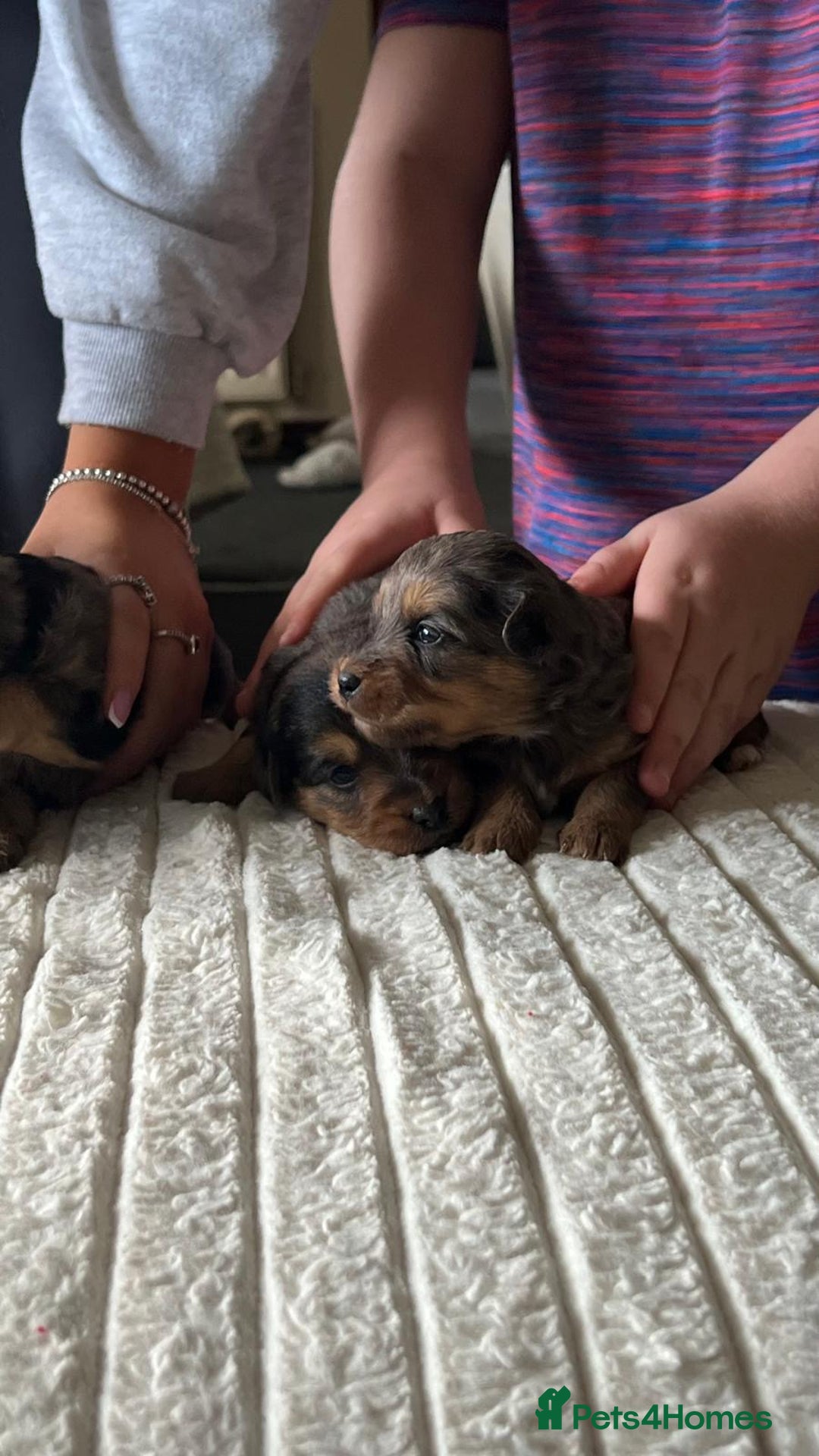 Jackapoo dogs for sale: 🐶🐾 F1 Minature Jackapoos 🐶🐾 - Image 9