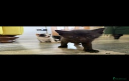 Mixed Breed cats for sale: 4 x Beaitiful Kittens READY NOW - Image 3