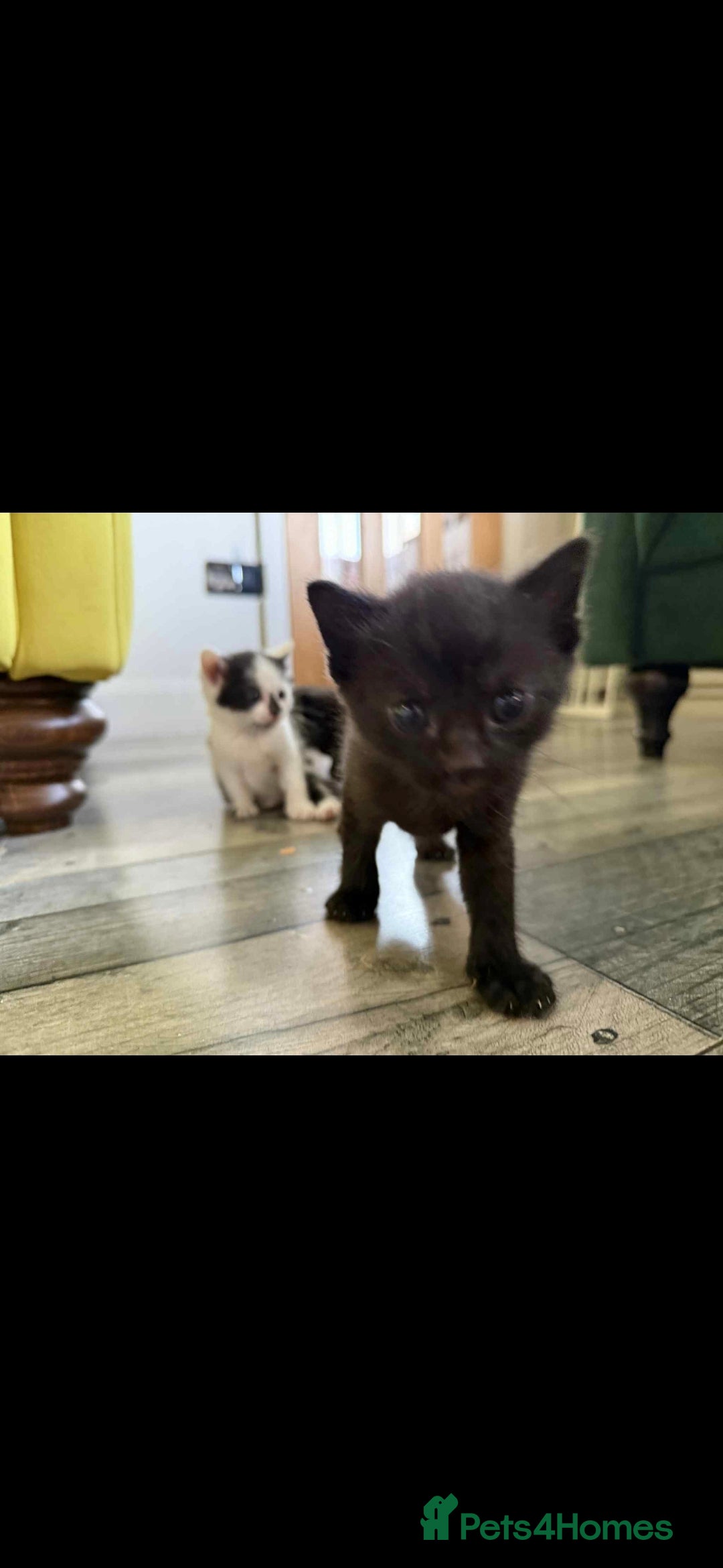 Mixed Breed cats for sale: 4 x Beaitiful Kittens READY NOW - Image 3