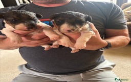Fox Terrier dogs for sale: KC registered Fox Terrier Pups - Image 2