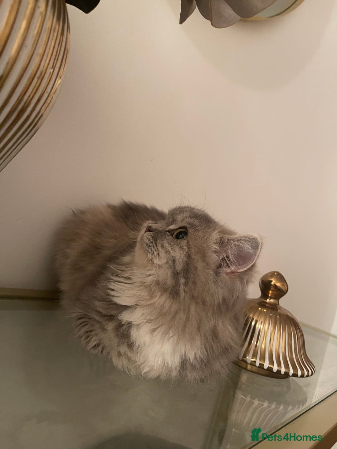 Persian cats for sale: persian kittens and mum - Advert 6