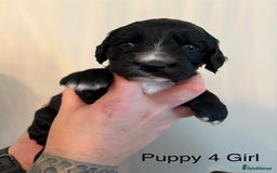 Sprocker dogs for sale: Stunning Sprocker pups  - Advert 6