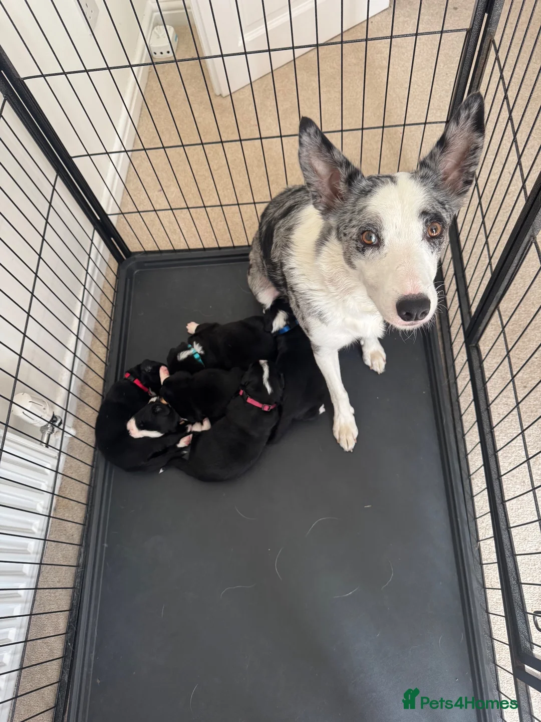 Mixed Breed dogs for sale: 5 Beautiful Bordernese Puppies  - Advert 2