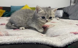 British Shorthair cats for stud: Chocolate carrier proven british shorthair stud - Image 8