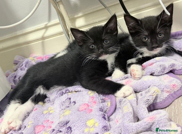 Mixed Breed cats welcome you to my 3 beautiful kittens in Barnet - Advert 1