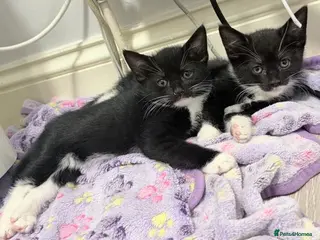 Mixed Breed cats welcome you to my 3 beautiful kittens in Barnet - Advert 1