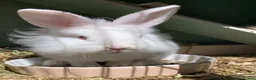 Lionhead rabbits for sale: Two Lion Head Crosses - Advert 12
