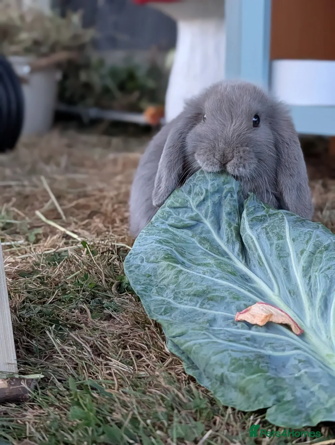 Mini Lop rabbits for sale: Kevin the baby bun! - Advert 2