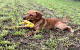 Labrador Retriever dogs for sale: 🩷Two Girls🩷 Fully Vaccinated-KC Labrador Puppies in Launceston - Image 13