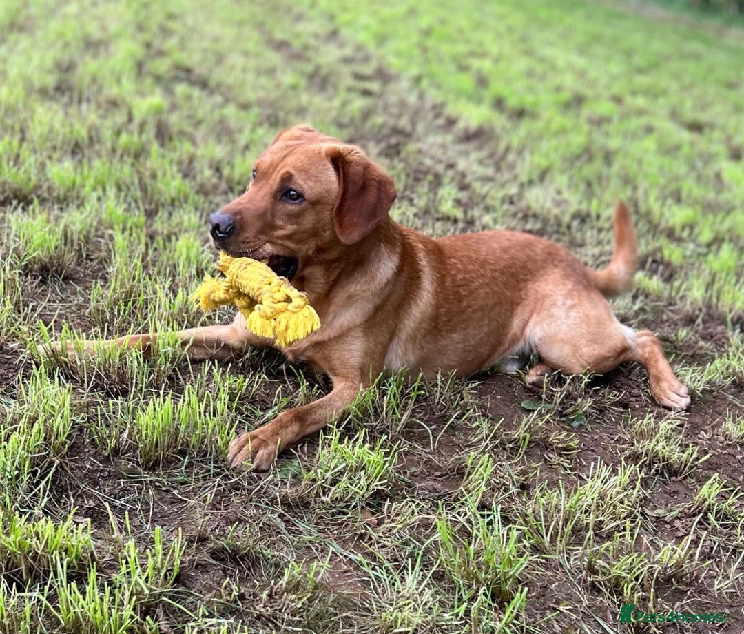 Labrador Retriever dogs for sale: 🩷Two Girls🩷 Fully Vaccinated-KC Labrador Puppies in Launceston - Image 13