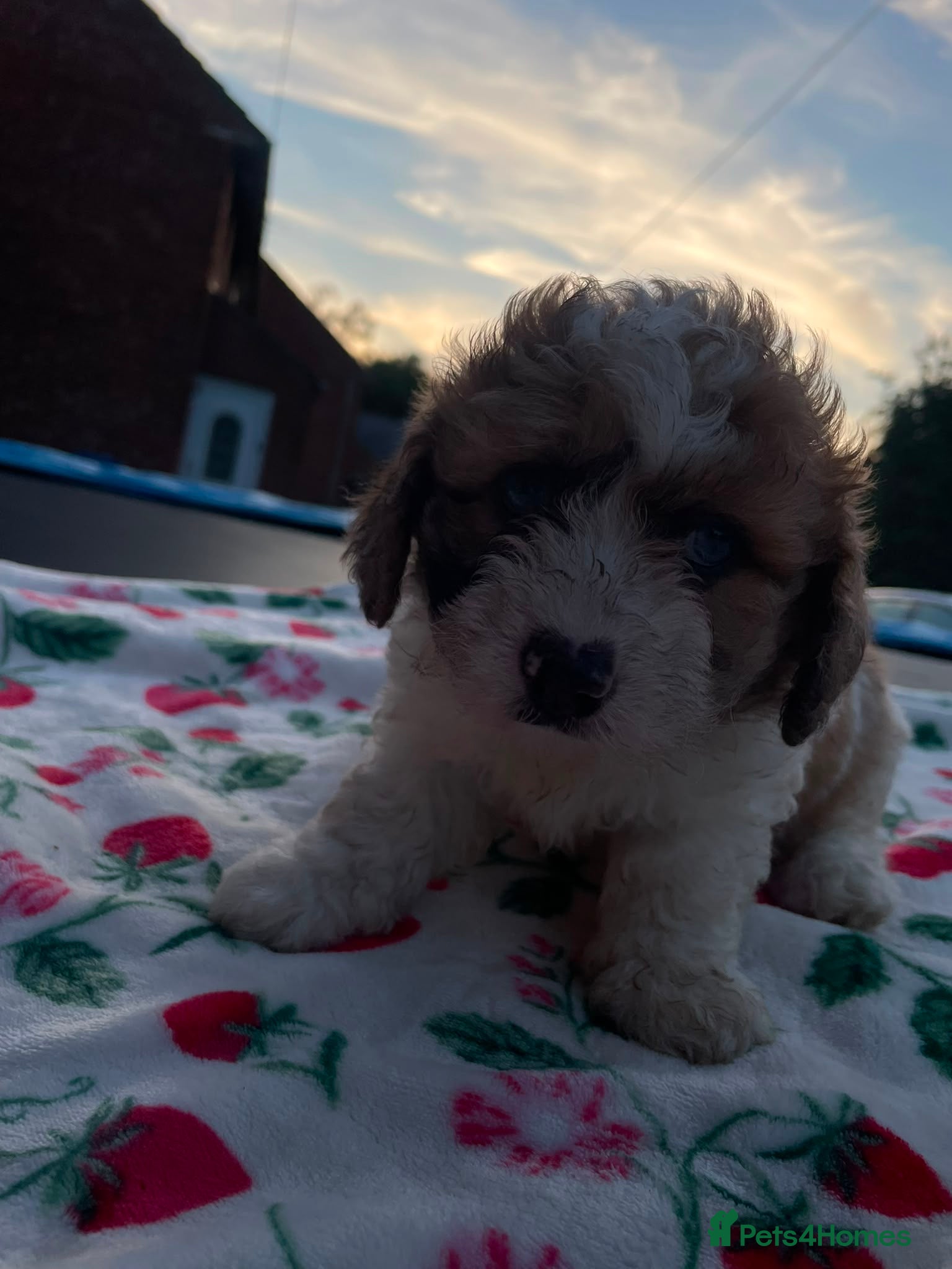Mixed Breed dogs Adorable teddy bear shihpoo X chihuahua puppies - Advert 2