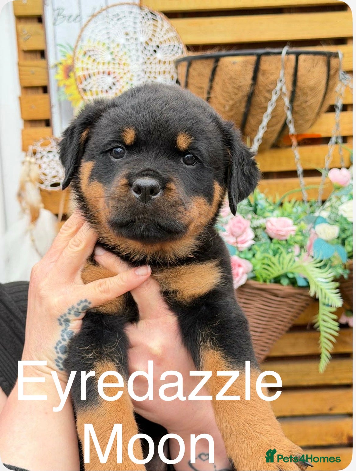 Rottweiler dogs Wonderful Kc Registered Puppies - Advert 1