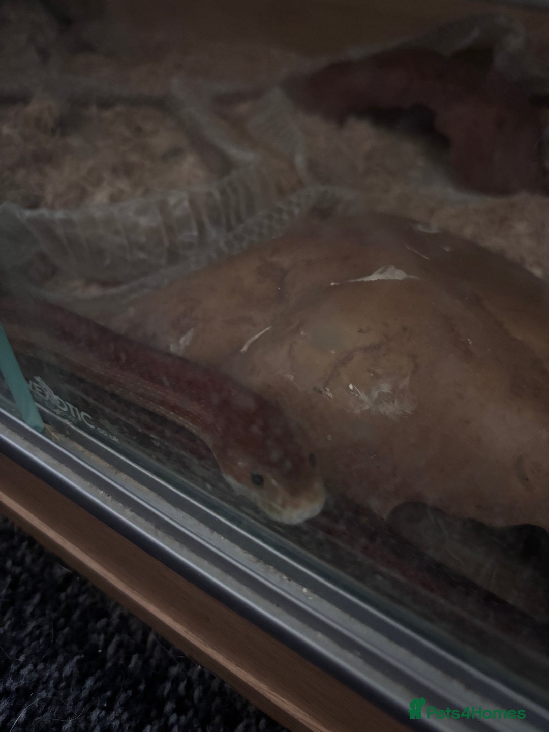 Corn Snake reptiles for sale: corn snake for rescue  - Image 2