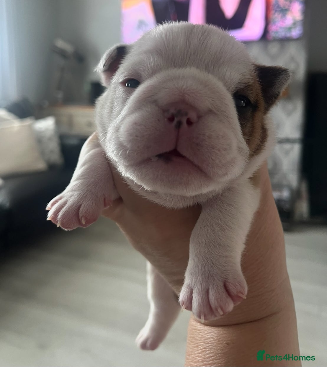 English Bulldog dogs 5 standard bulldogs silver health tested parents  - Advert 2