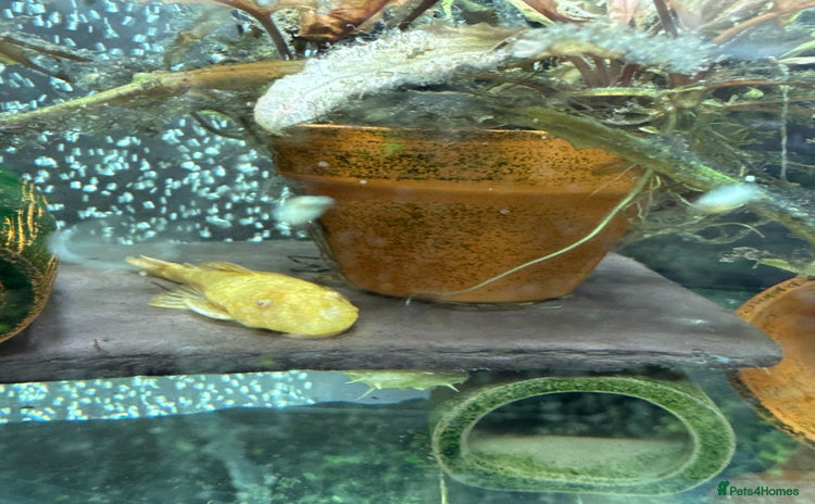 Plecos fish - Advert 2