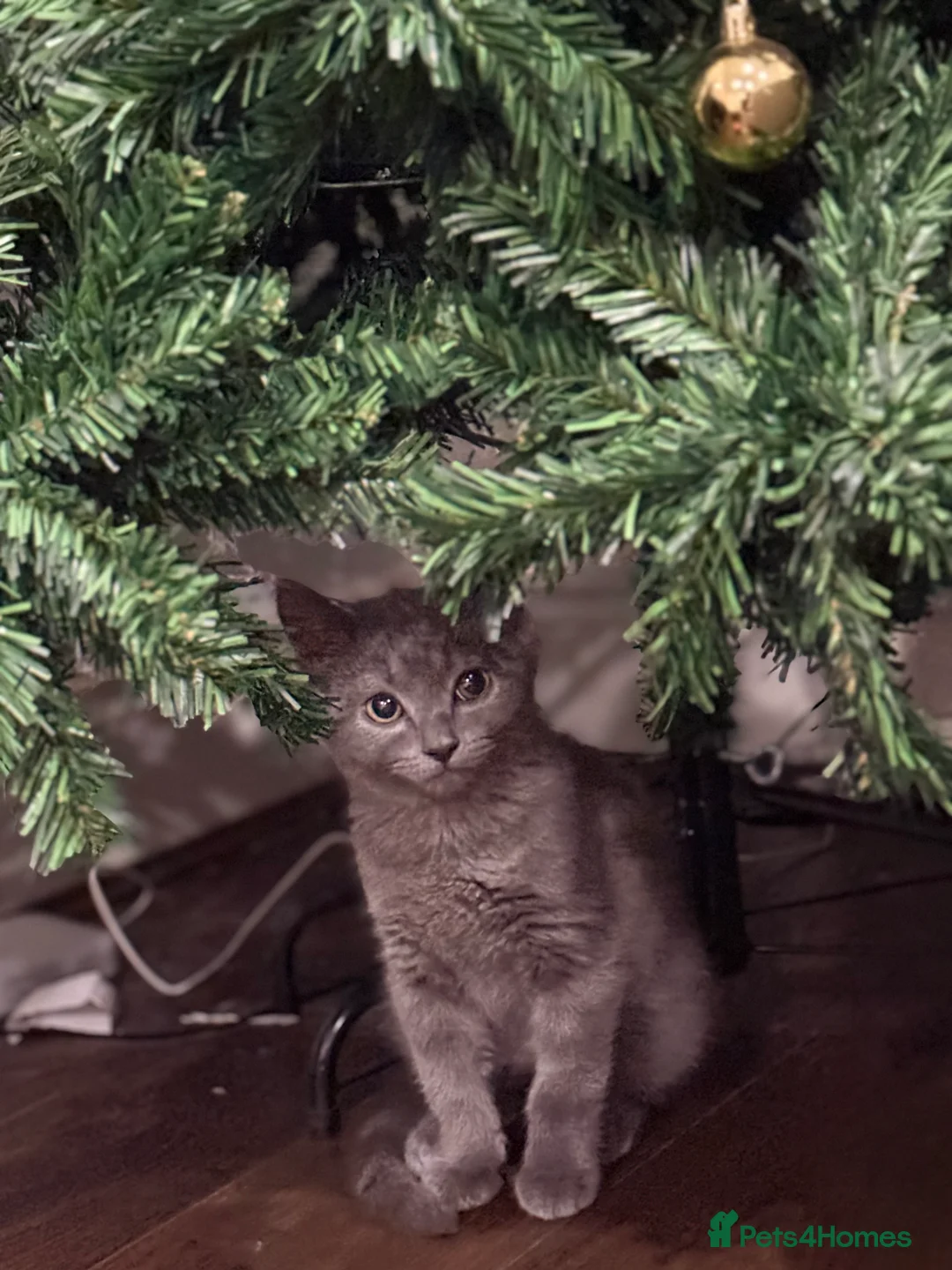 British Shorthair cats for sale: Velvet, British shorthair lovely kitten🥹 - Advert 4