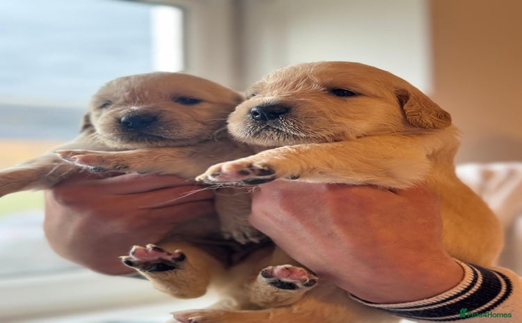 Golden Retriever dogs - Advert 5