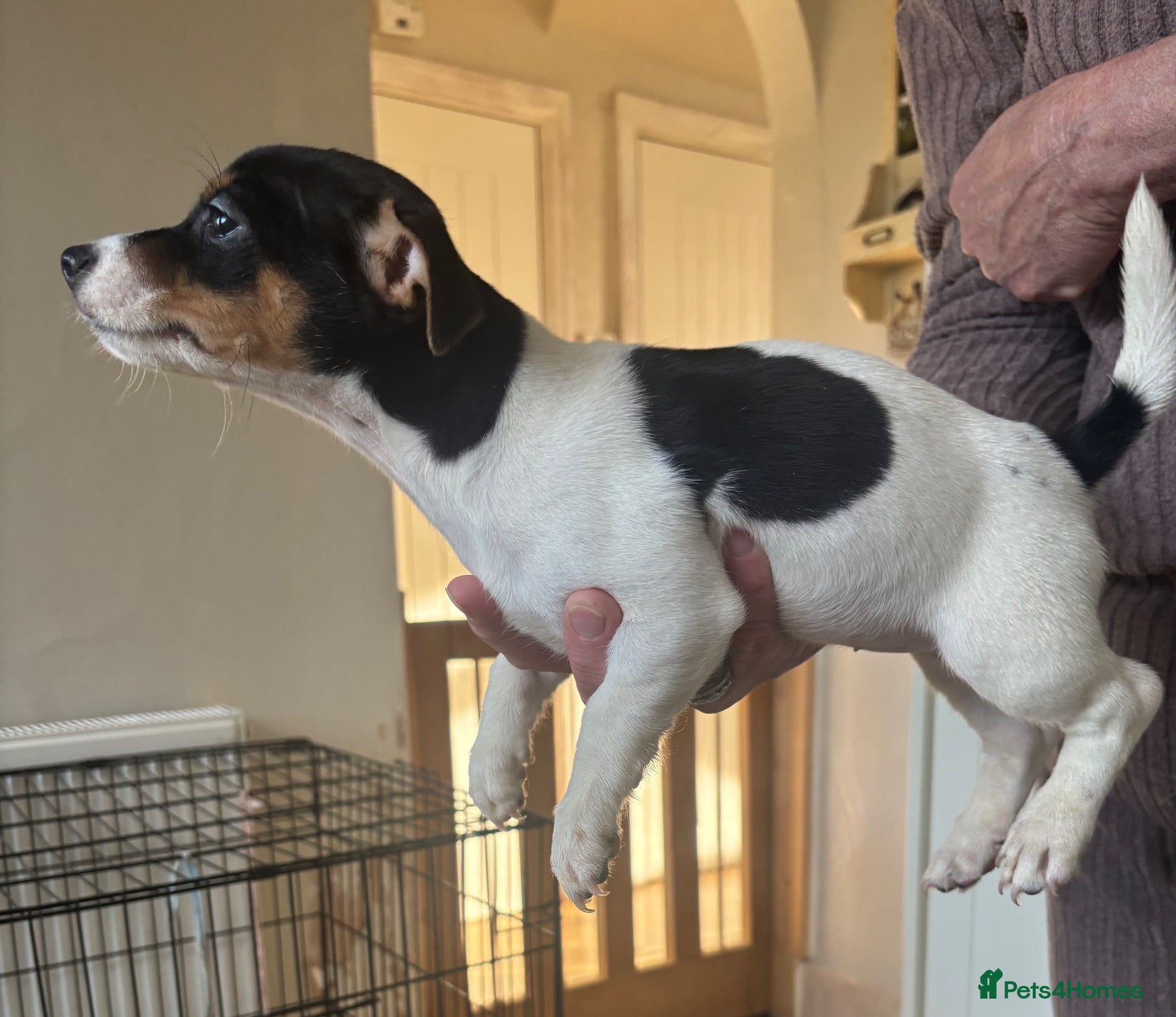 Jack Russell dogs for sale: Stunning litter of jackrussels  - Advert 1