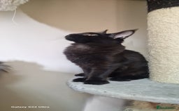 Maine Coon cats for sale: Pure Maine coon👑 - Image 18