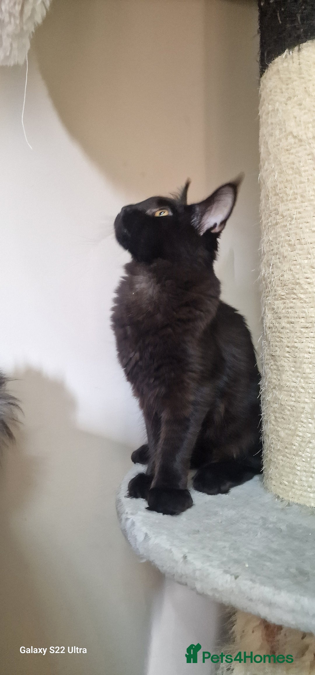 Maine Coon cats for sale: Pure Maine coon👑 - Image 18