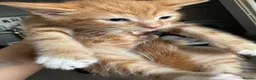 Mixed Breed cats for sale: Adorable, Loving Kittens Looking for Forever Homes - Advert 5