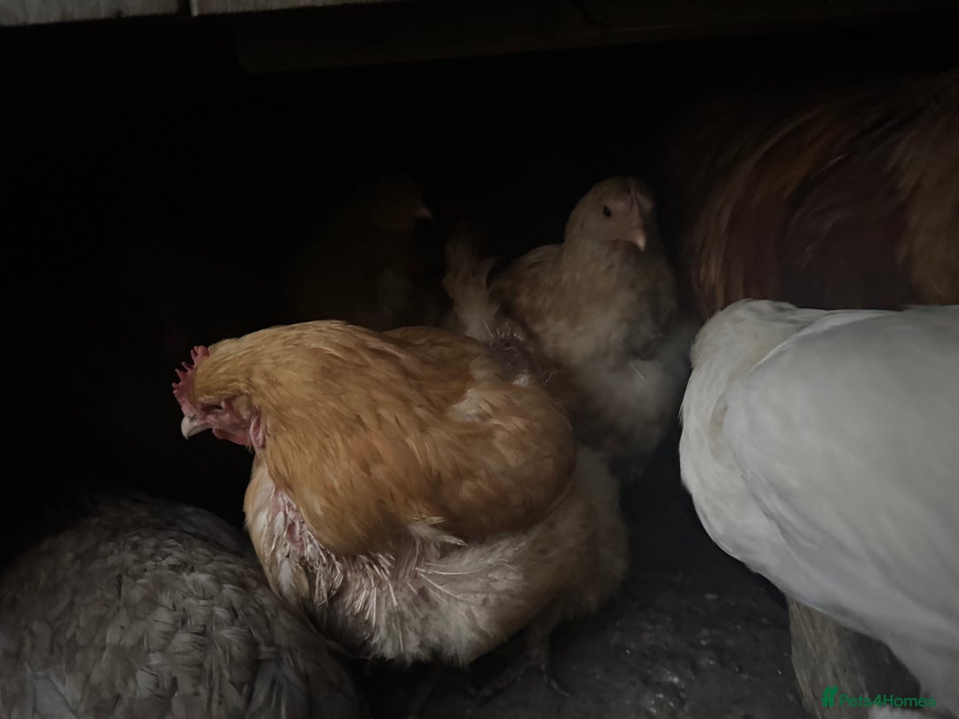 Chickens poultry for sale: Flock of Chickens - Image 20