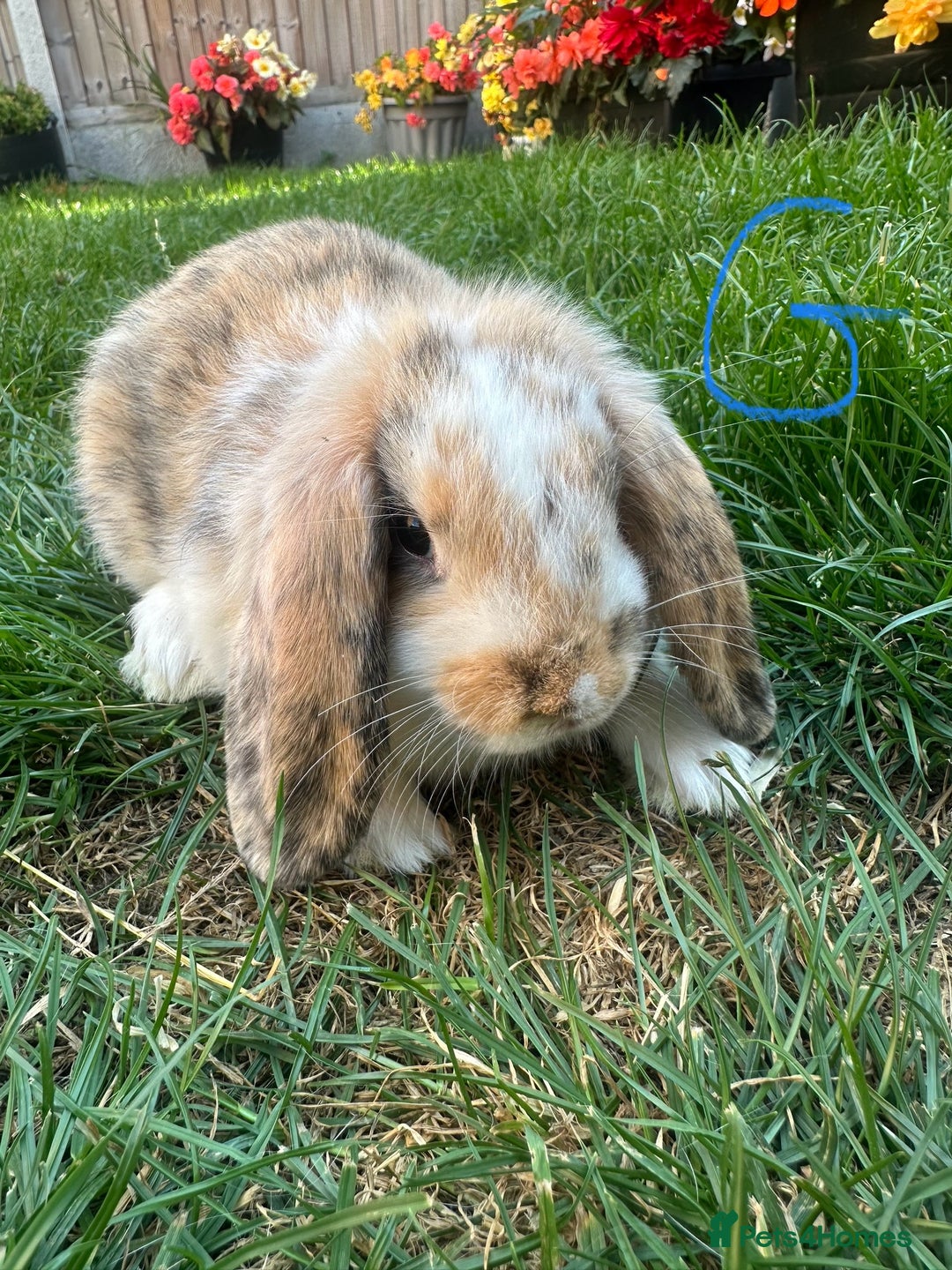 Mini Lop rabbits for sale: Mini Lop Male and Female Rabbits For Sale  - Image 35