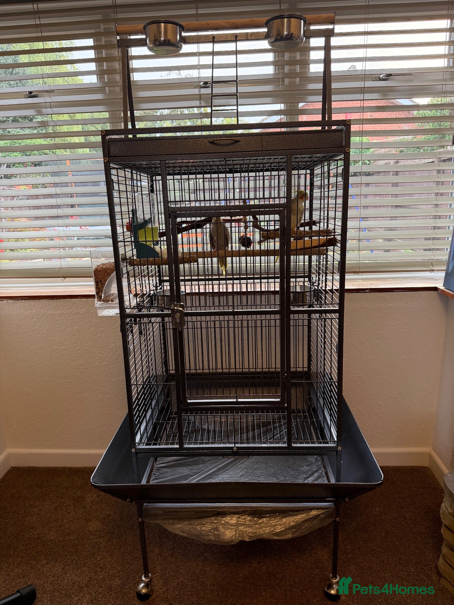 Cockatiels birds Kira and Pika locking for a loving new home  - Advert 1