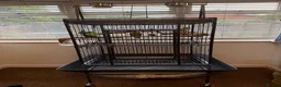 Cockatiels birds for sale: Kira and Pika locking for a loving new home  - Advert 1