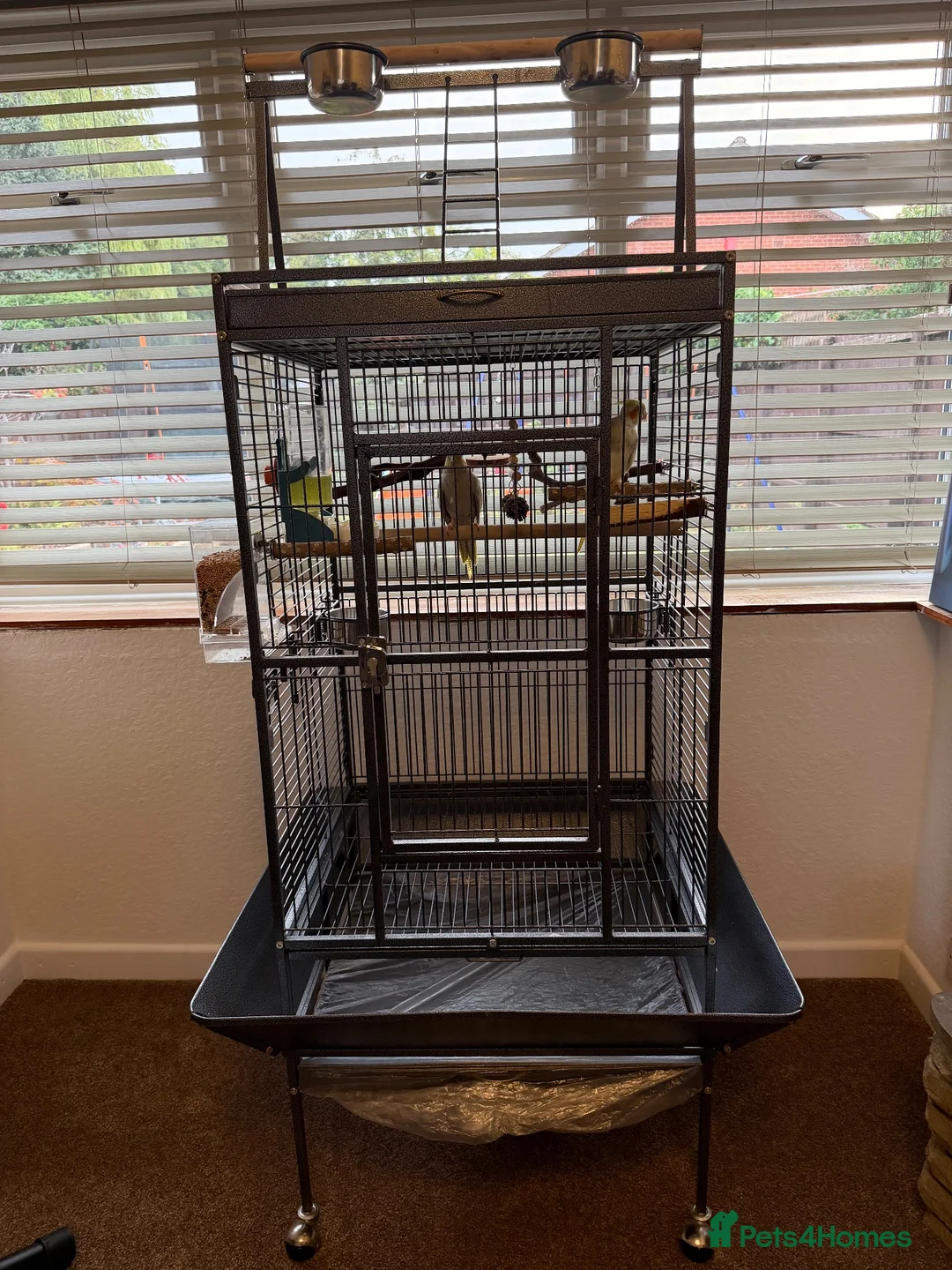 Cockatiels birds for sale: Kira and Pika locking for a loving new home  - Advert 1