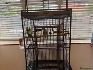Cockatiels birds Kira and Pika looking for a loving new home - Advert 1