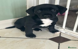 Mixed Breed dogs for sale: Sprocker cross blue staffy puppies for sale  - Image 1