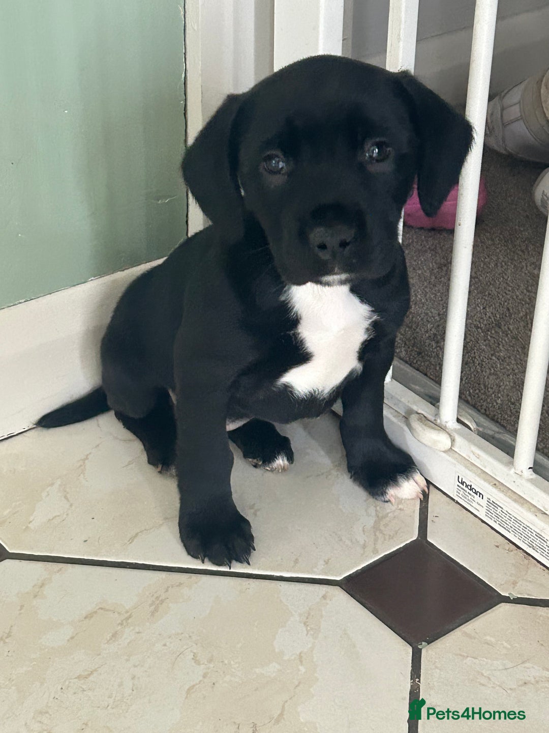 Mixed Breed dogs for sale: Sprocker cross blue staffy puppies for sale  - Image 1